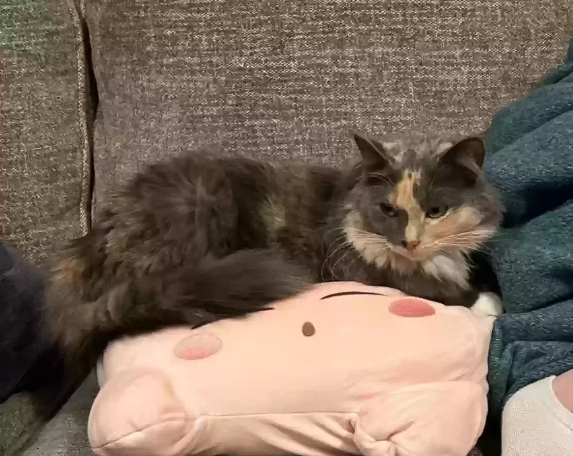 Lost cat in Fuquay Varina, NC, 27526