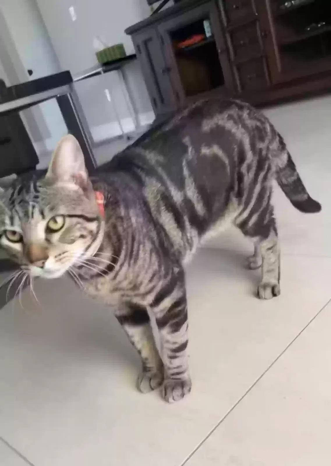 Lost cat in Naples, FL, 34120