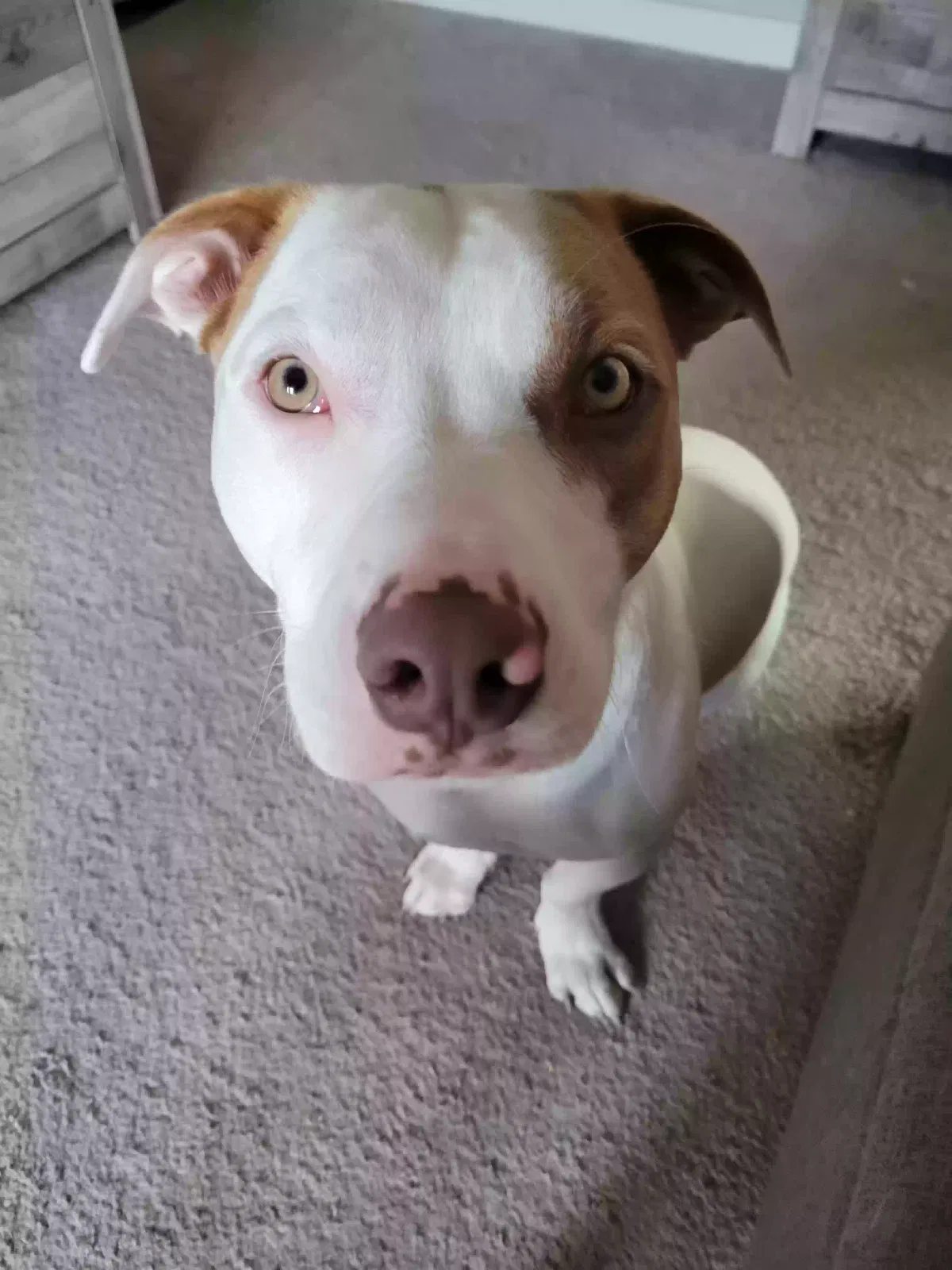 Lost dog in North Liberty, IA, 52317
