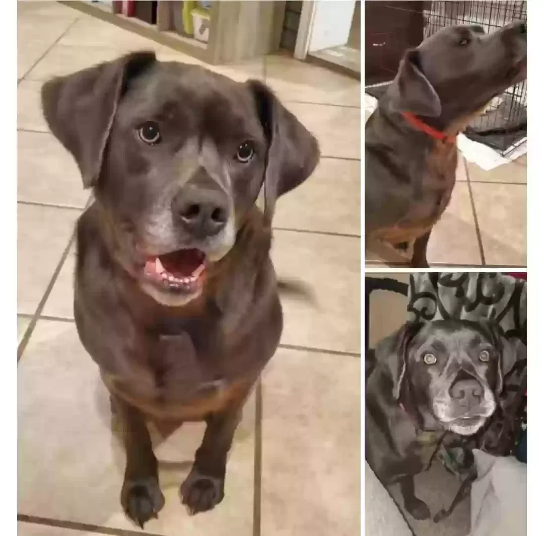 Lost dog in Bridge City, TX, 77611