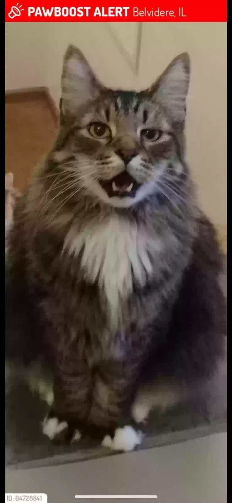 Lost cat in Belvidere, IL, 61008
