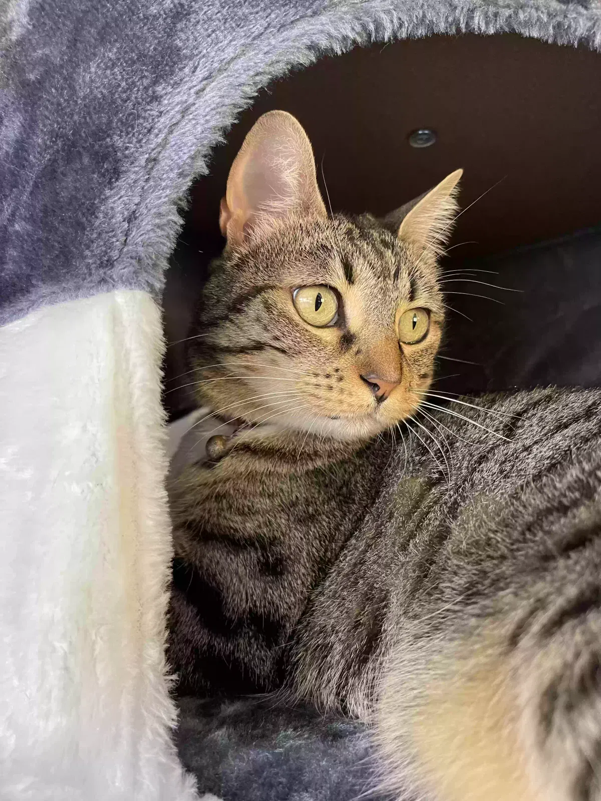 Lost cat in West Covina, CA, 91791