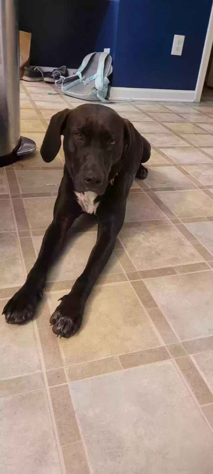 Found dog in Charleston, SC, 29414