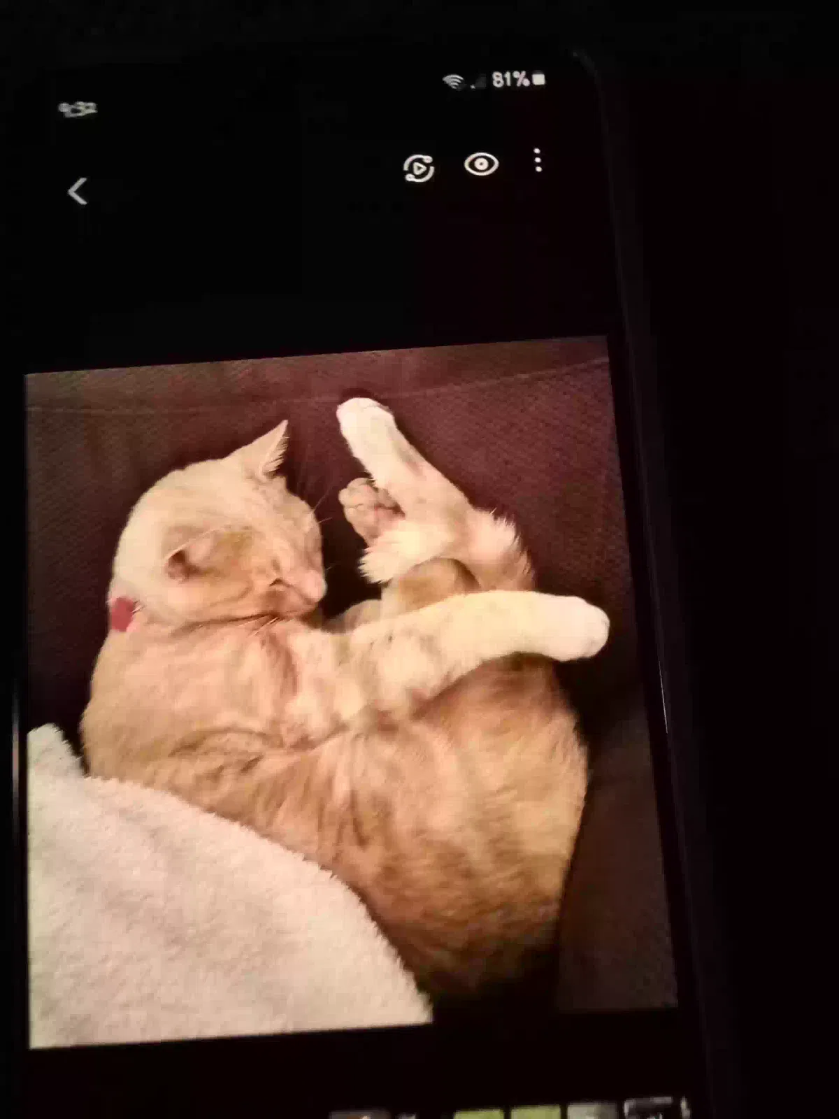 Lost cat in Buffalo, MO, 65622