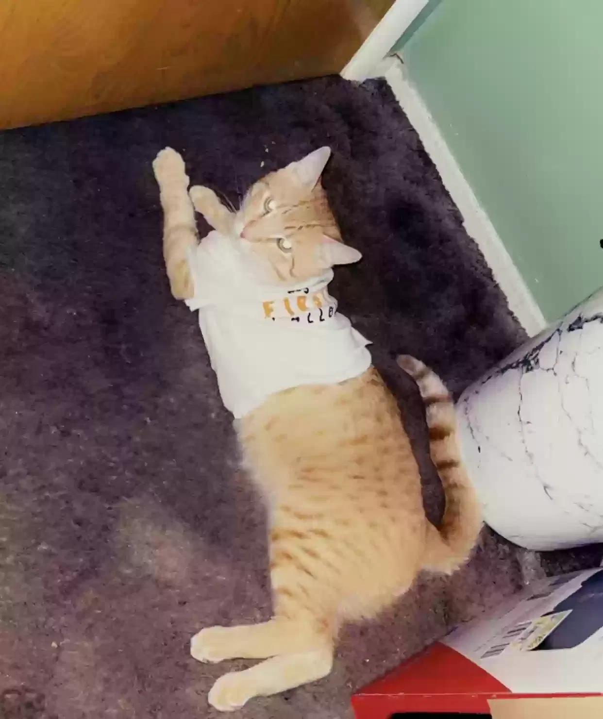 Lost cat in Anaheim, CA, 92801