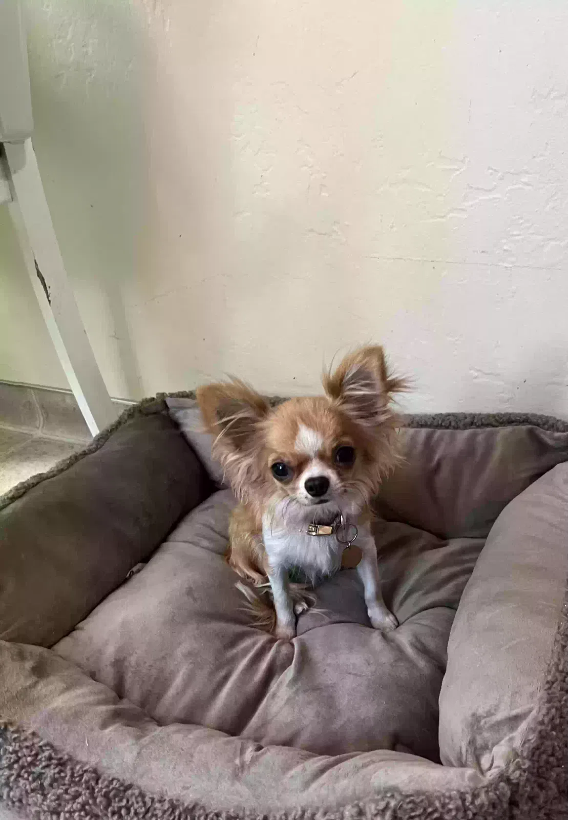 Lost dog in Fresno, CA, 93702