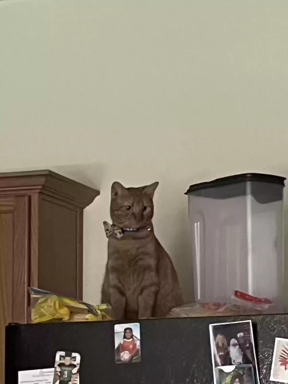 Lost cat in Waxahachie, TX, 75165