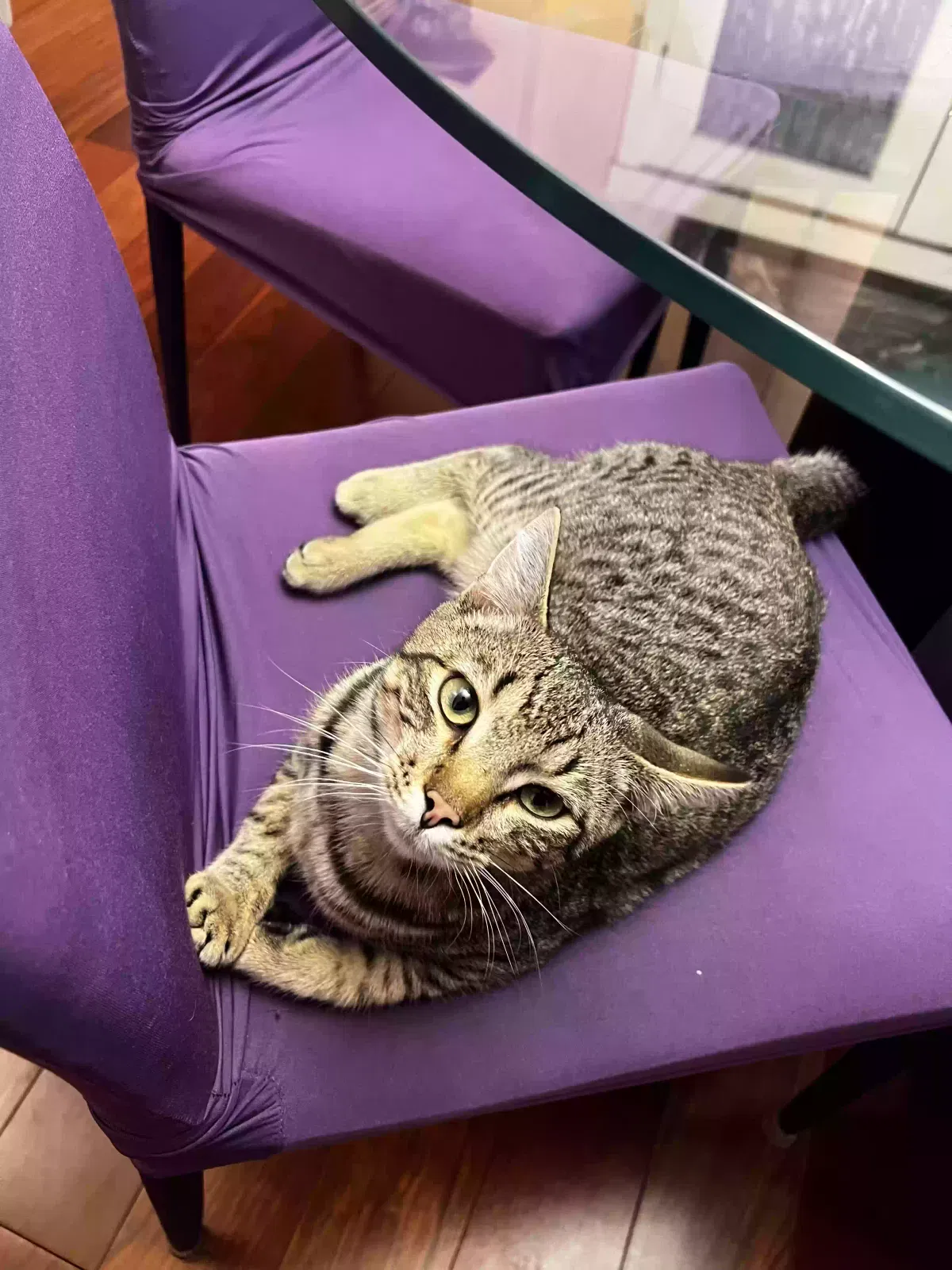 Lost cat in Bothell, WA, 98021