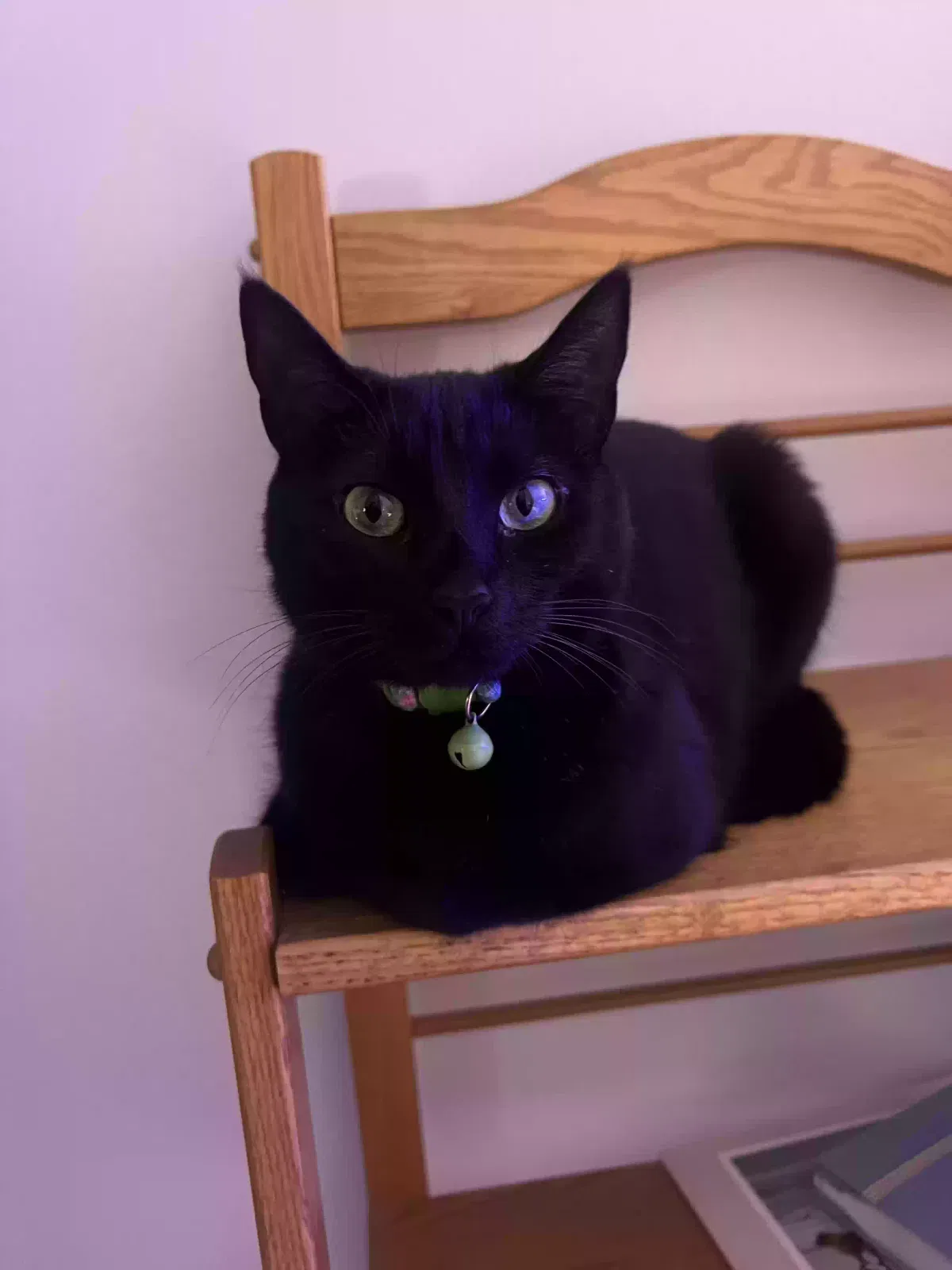 Lost cat in Pasadena, MD, 21122