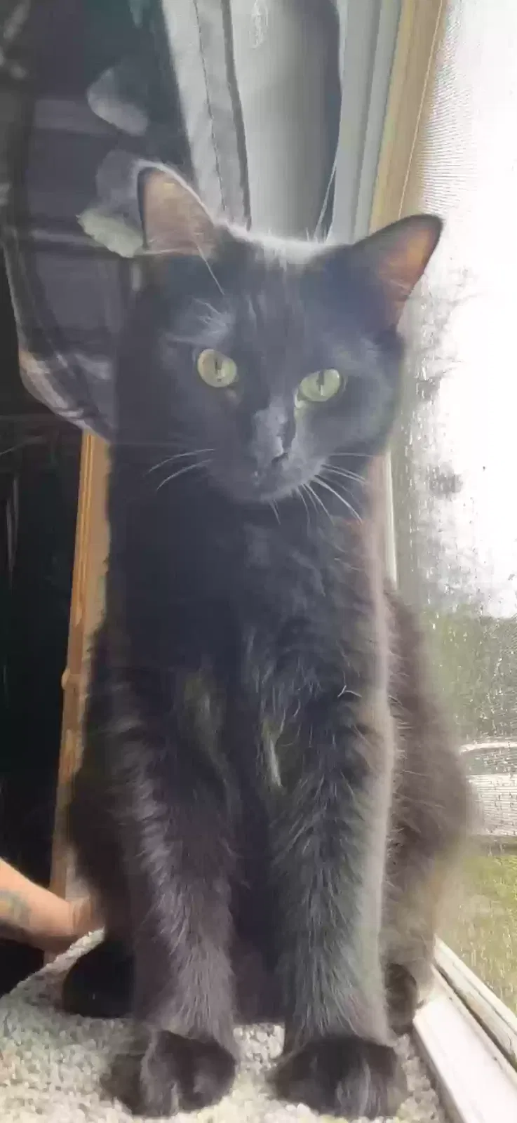 Lost cat in Woodbine, GA, 31569