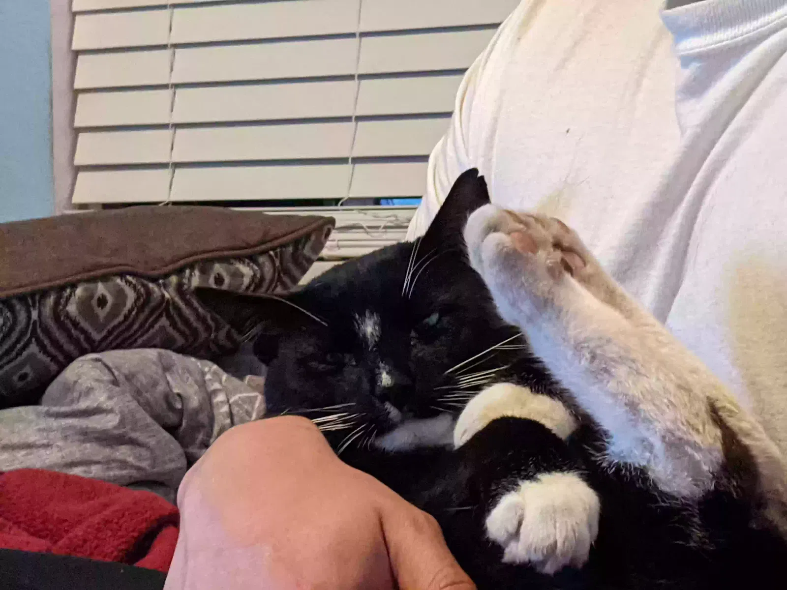 Lost cat in Tomales, CA, 94971