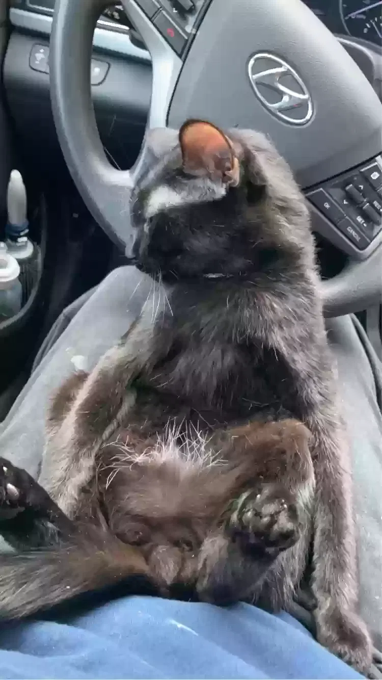 Lost cat in Hendersonville, TN, 37075