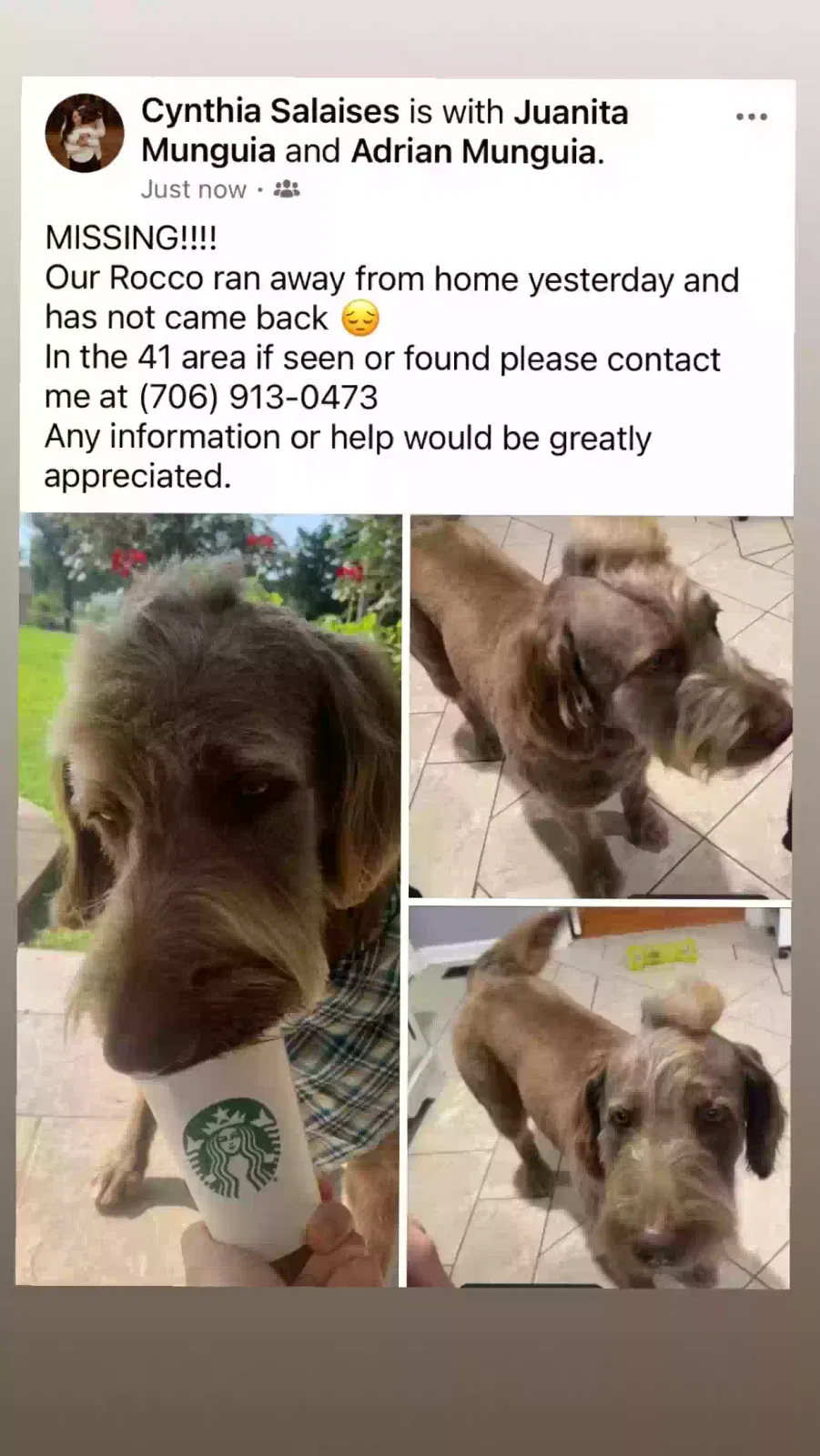 Lost dog in Dalton, GA, 30720