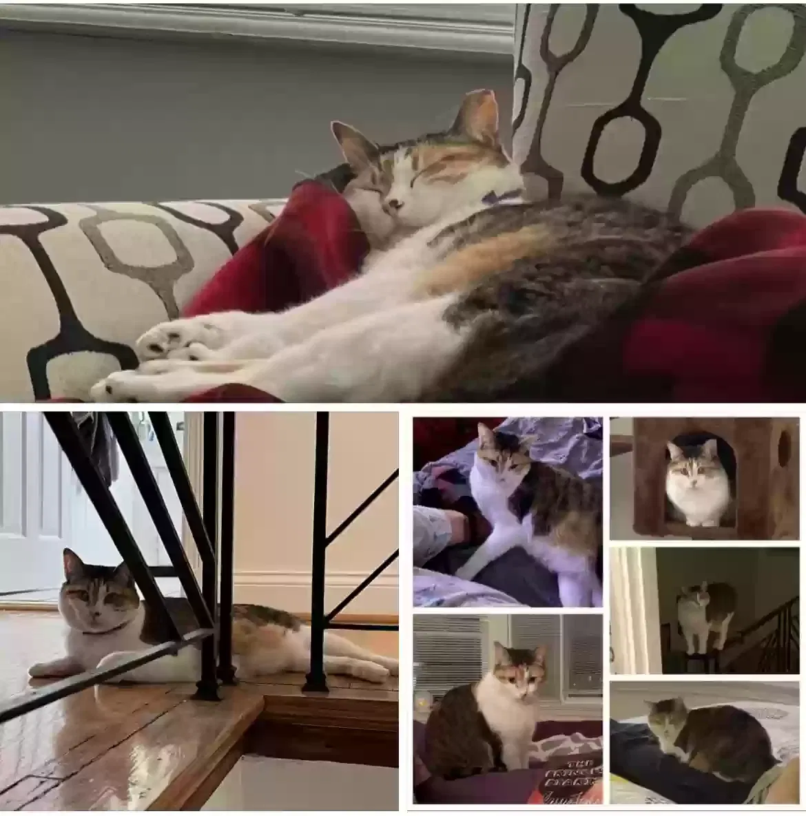Lost cat in Saint Louis, MO, 63105