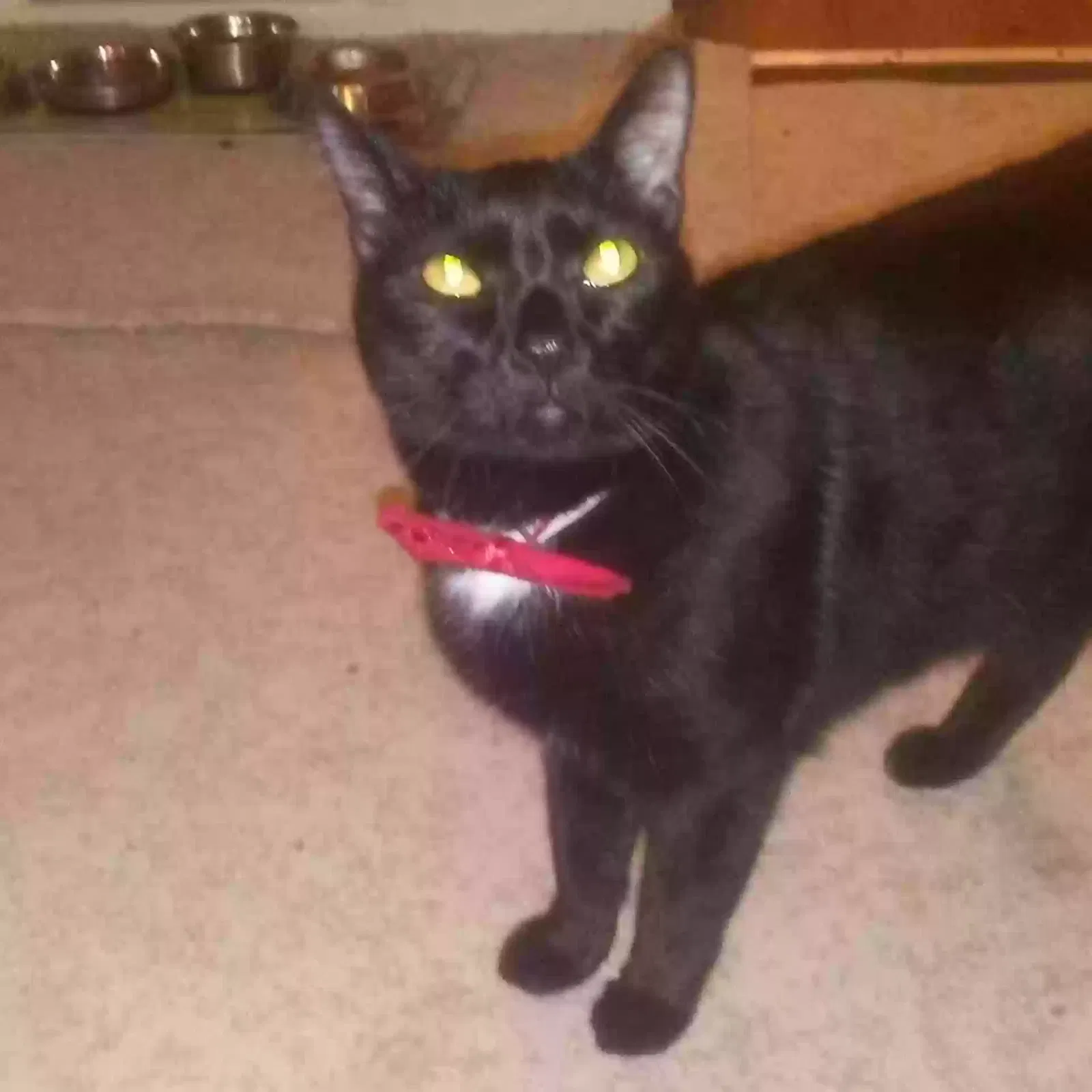 Lost cat in Vero Beach, FL, 32962