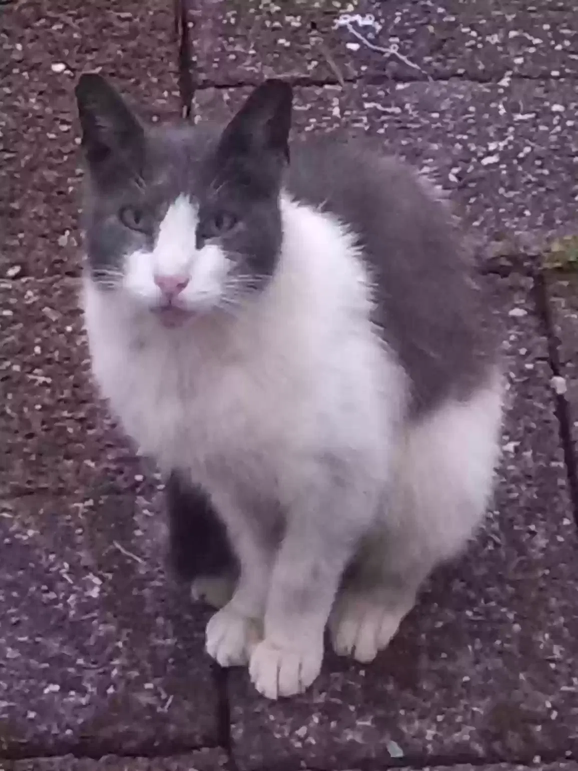 Lost cat in Warwick, RI, 2888