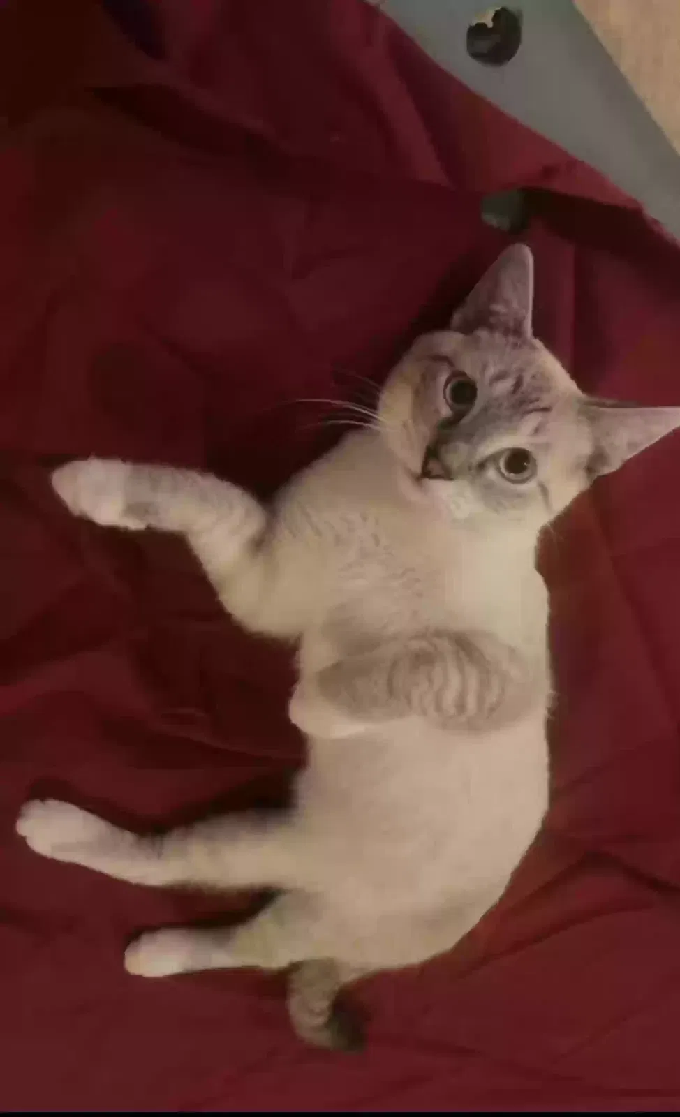 Lost cat in Lincoln, CA, 95648