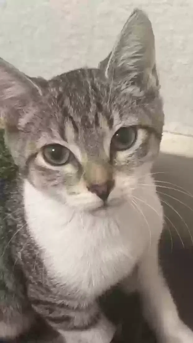 Lost cat in Mesa, AZ, 85204