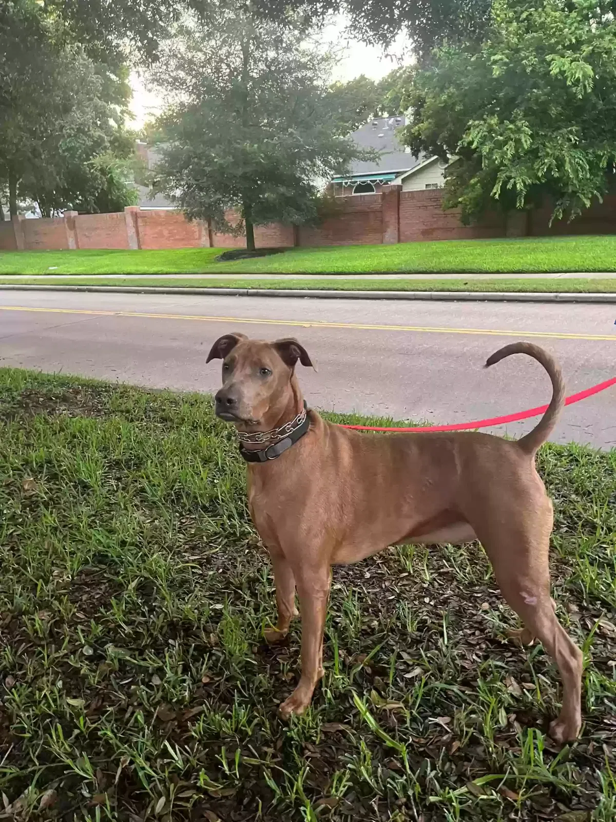 Lost dog in Richmond, TX, 77469