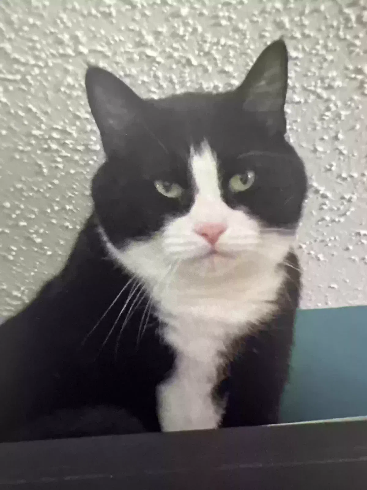 Lost cat in Darien, WI, 53114