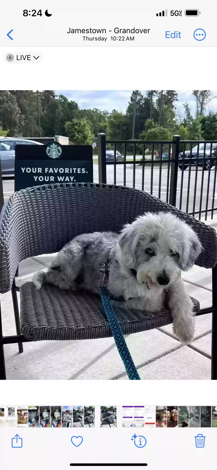 Lost dog in High Point, NC, 27265