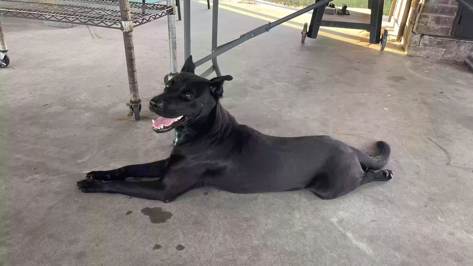 Found dog in Victoria, TX, 77905