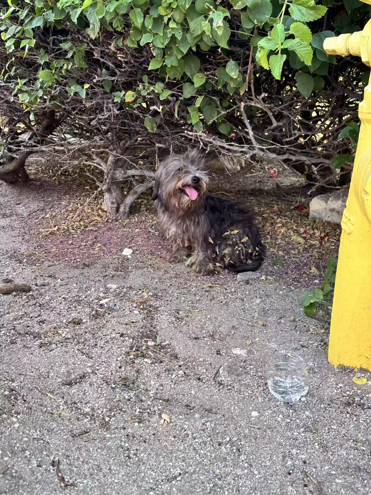 Found dog in Desert Hot Springs, CA, 92240