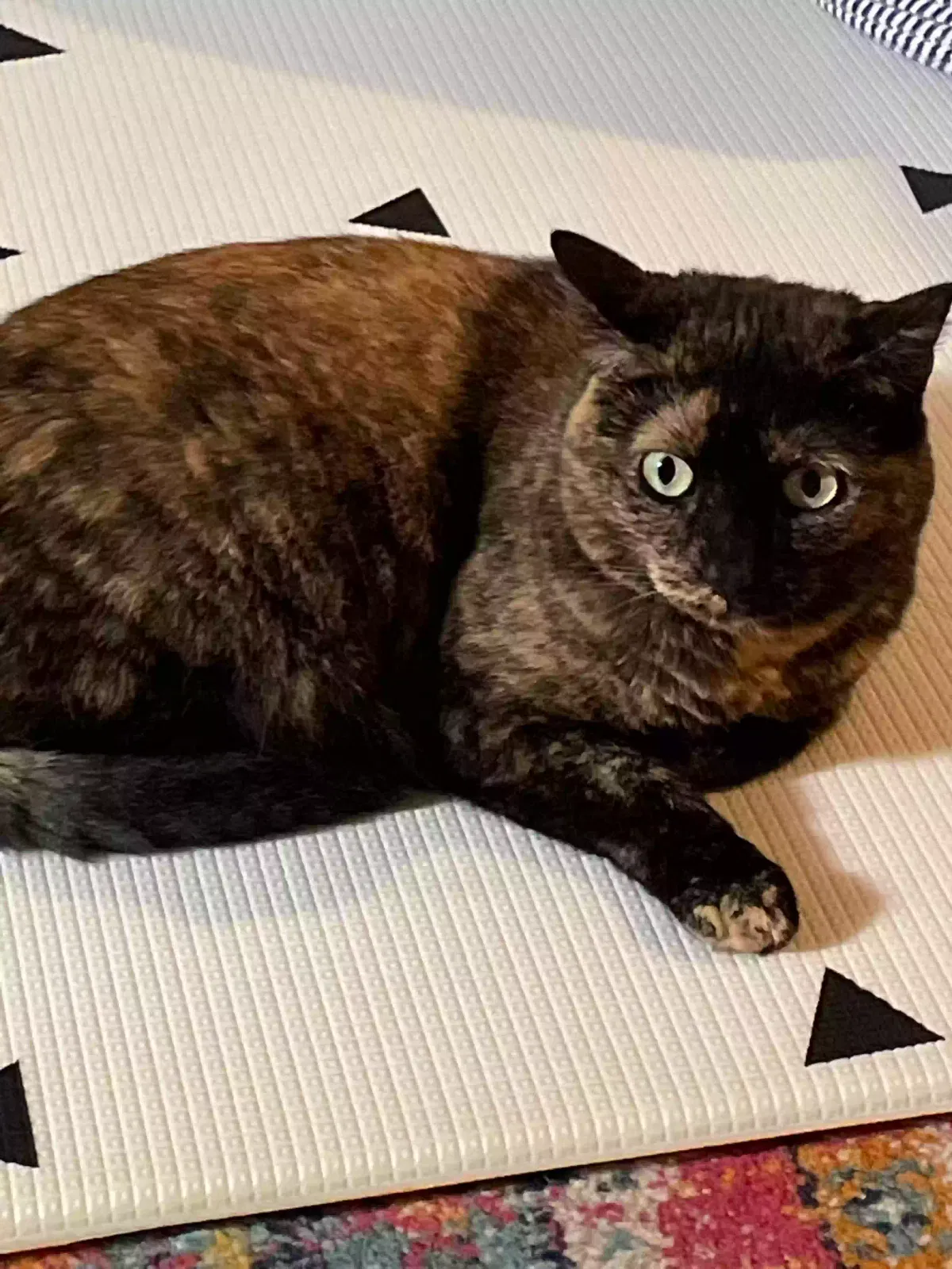 Lost cat in Denville, NJ, 7834