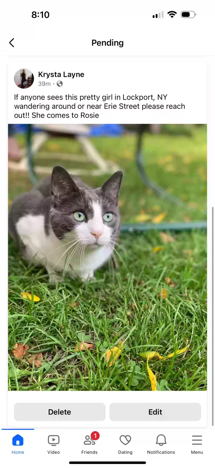 Lost cat in Lockport, NY, 14094