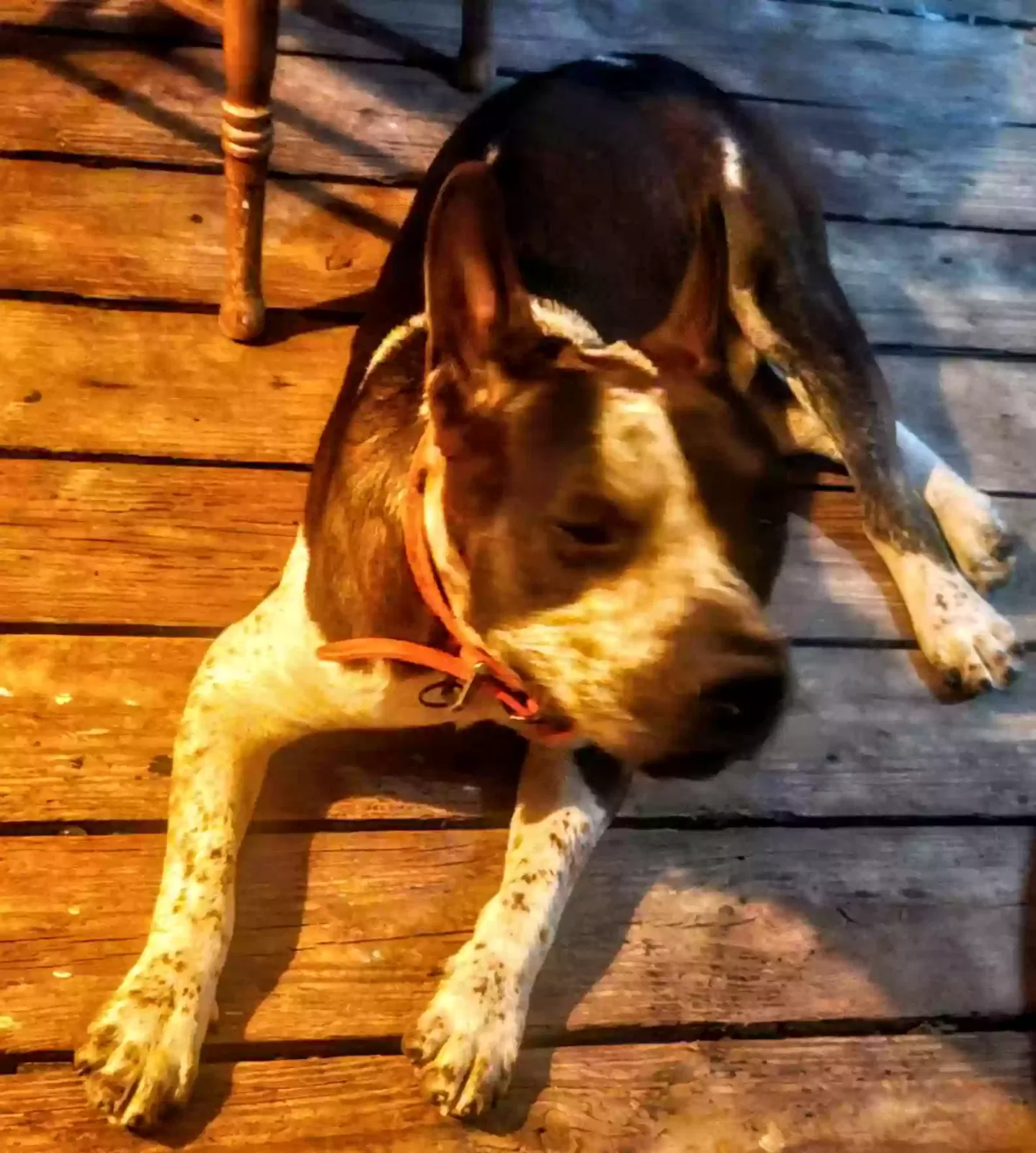 Found dog in Elmendorf, TX, 78112