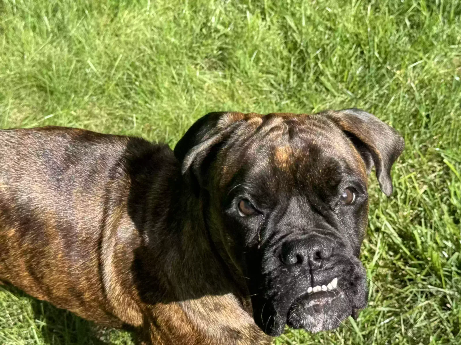 Lost dog in Scandia, MN, 55073