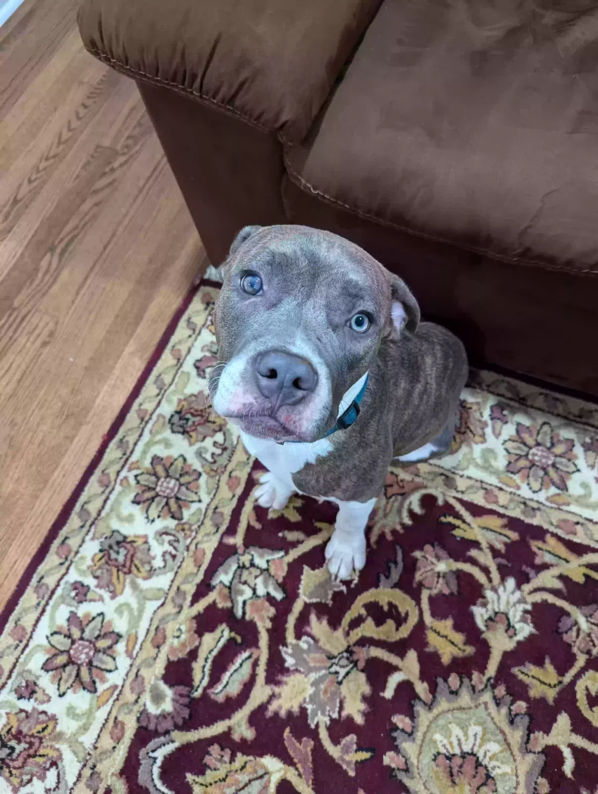 Found dog in Duluth, GA, 30096
