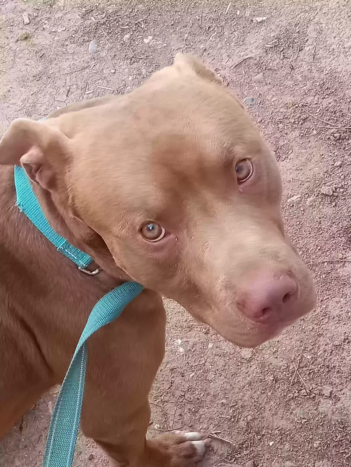 Lost dog in Phoenix, AZ, 85017