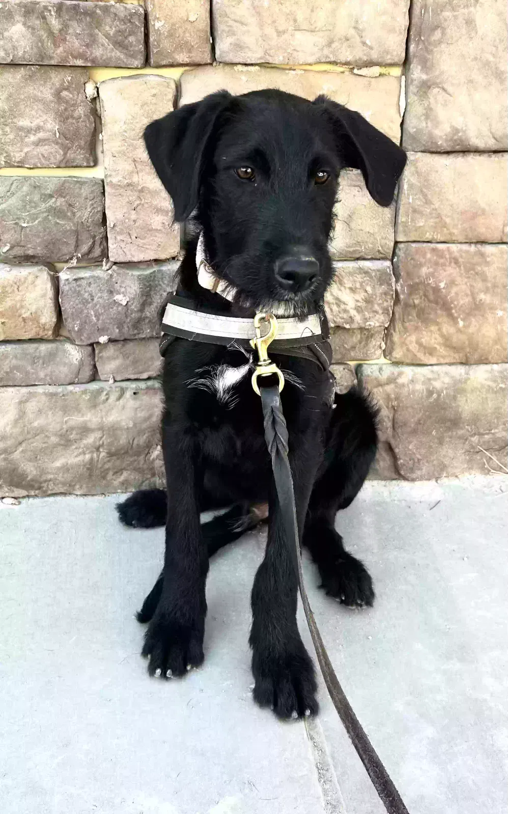 Lost dog in Hesperia, CA, 92345