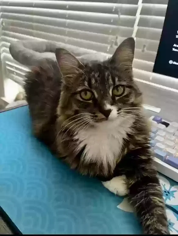 Lost cat in Longmont, CO, 80504