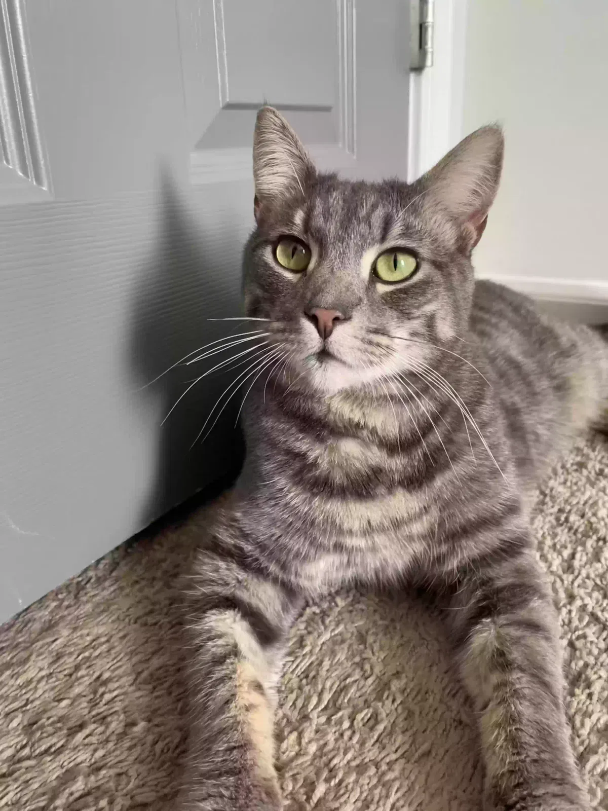 Lost cat in Lawrenceville, GA, 30044