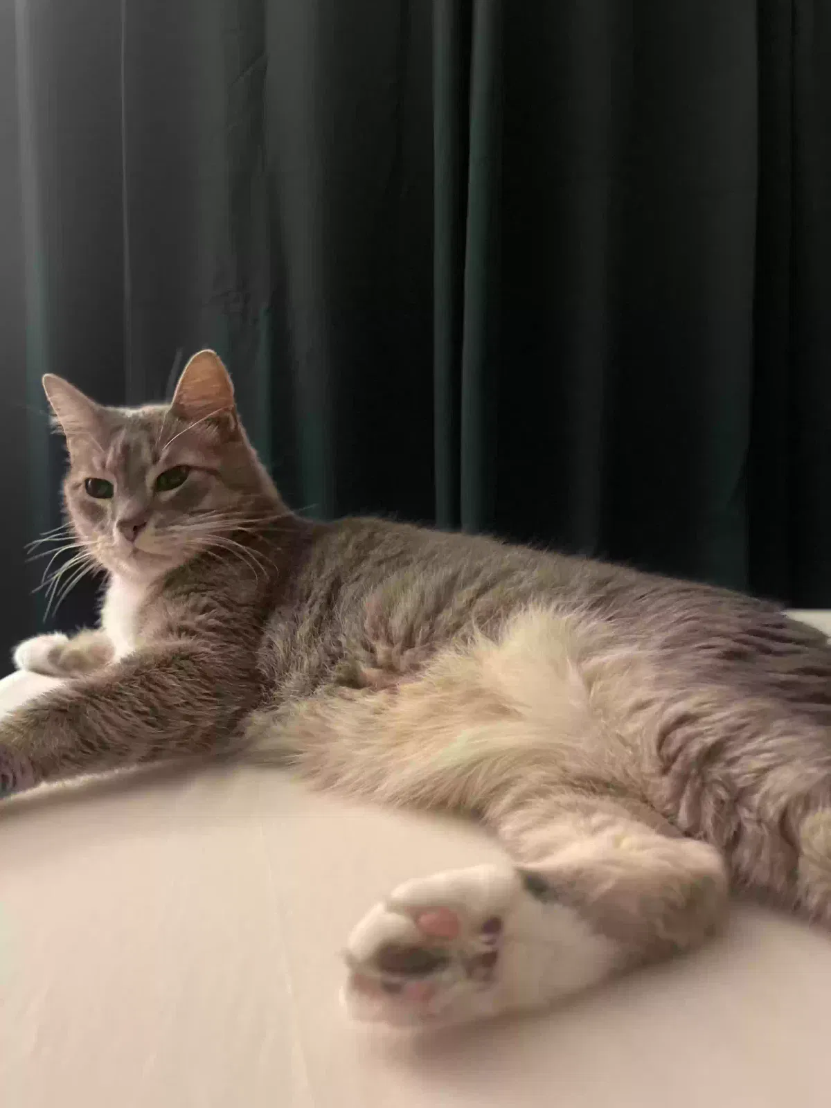 Lost cat in Mckinney, TX, 75071