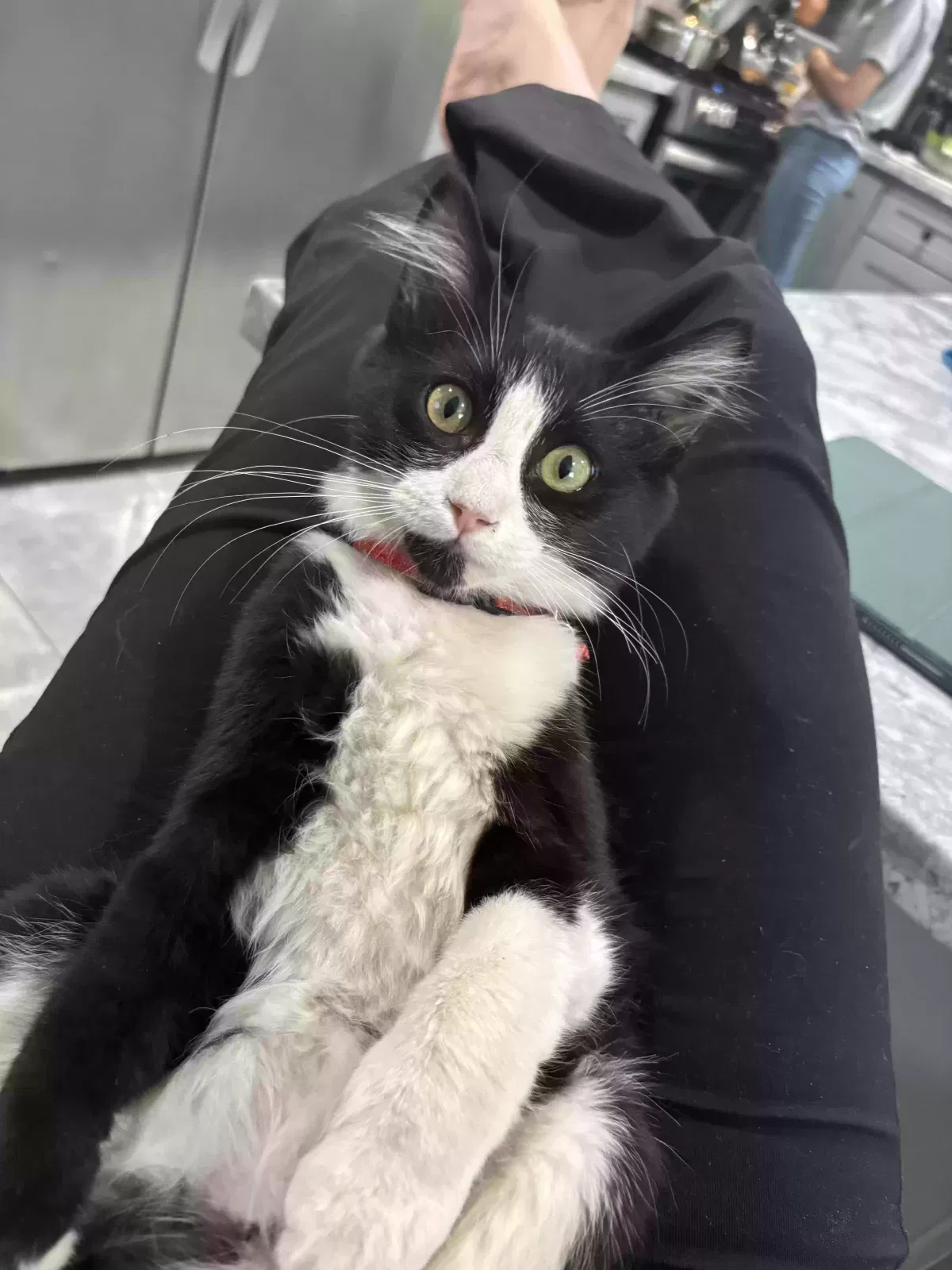 Lost cat in Riverside, CA, 92509