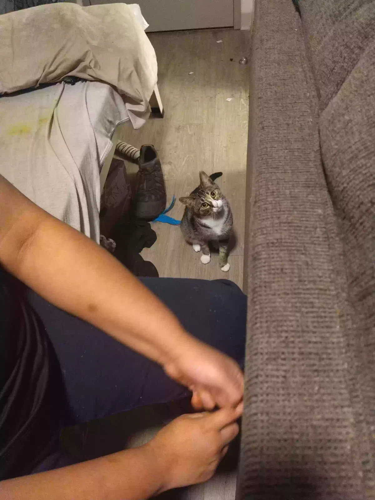Lost cat in Portland, OR, 97266