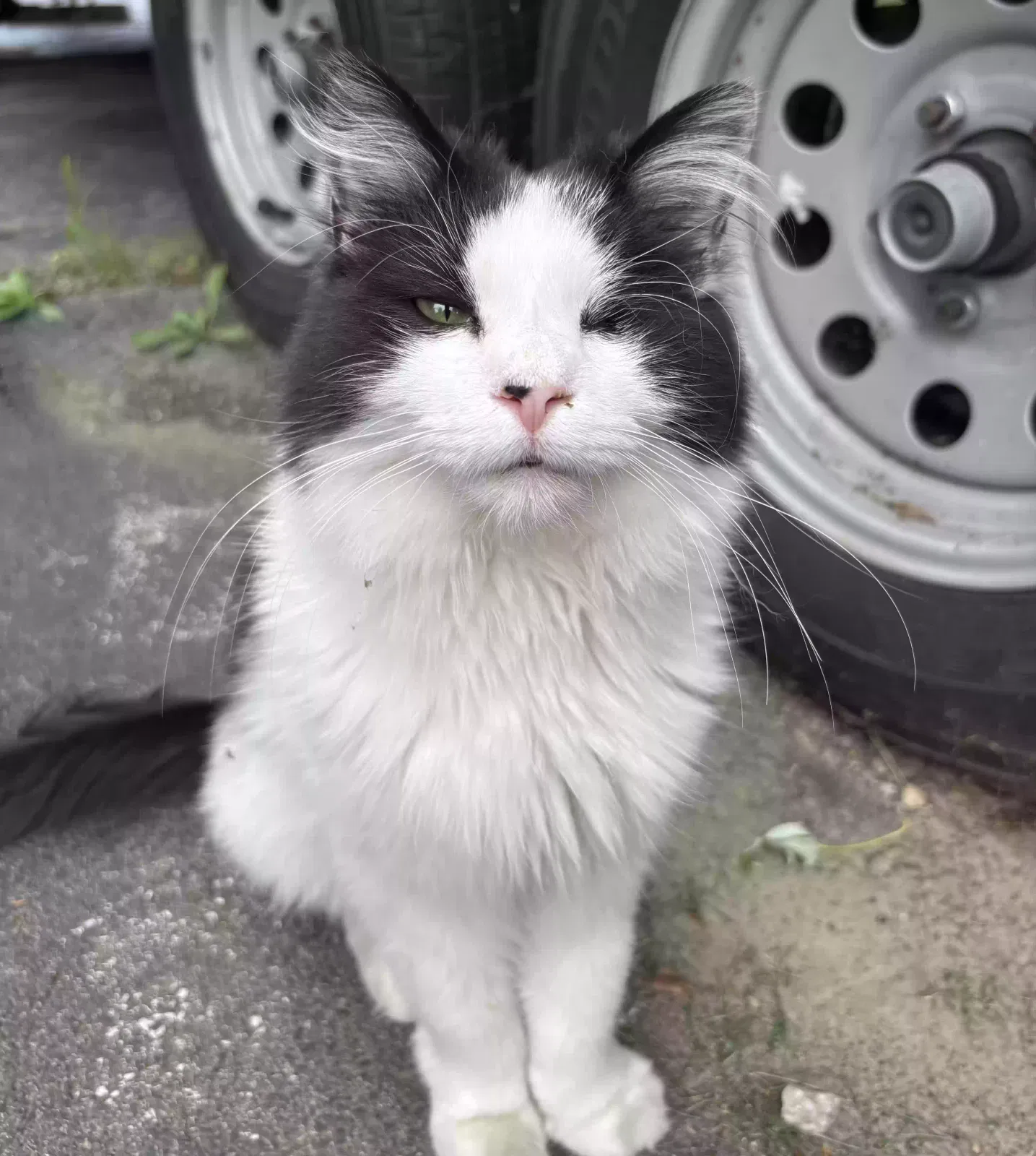 Lost cat in Lexington, KY, 40517