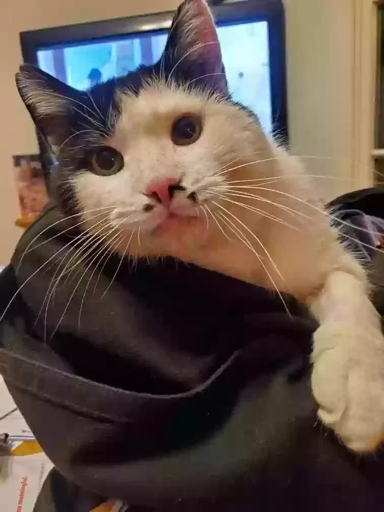 Lost cat in Murfreesboro, TN, 37128