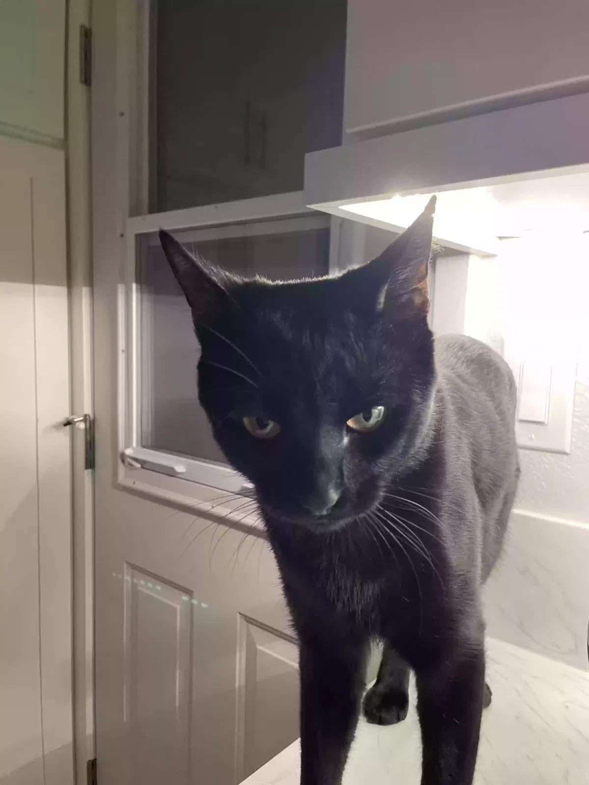 Lost cat in Perris, CA, 92571