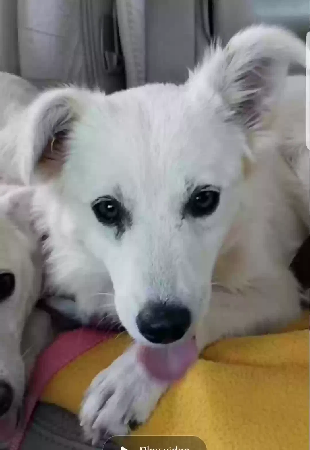 Found dog in Tonopah, AZ, 85354