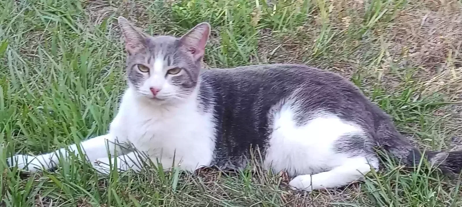 Lost cat in Orange Park, FL, 32073