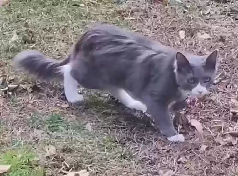 Lost cat in Duluth, GA, 30096