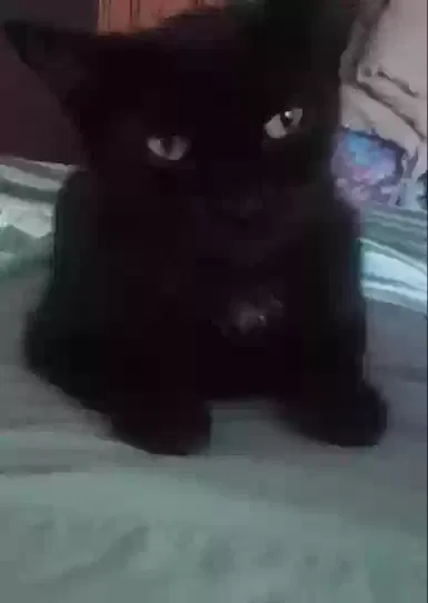 Lost cat in Ontario, CA, 91764