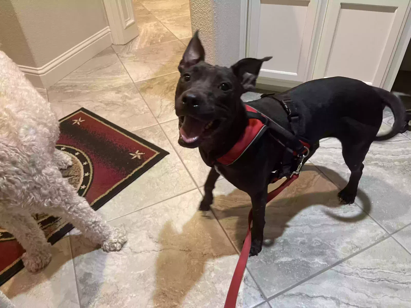 Found dog in Lumberton, TX, 77657