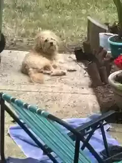 Found dog in Charlotte, NC, 28269
