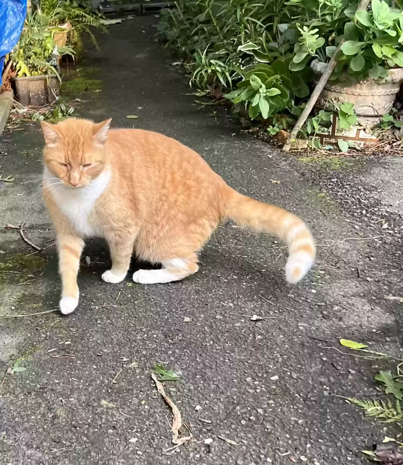 Lost cat in Ellijay, GA, 30540