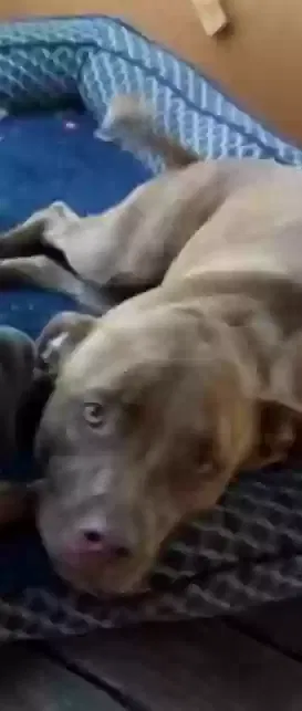 Lost dog in Wills Point, TX, 75169